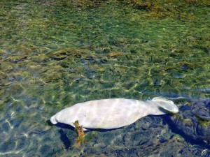 The Sacred Efe or Manatee... MaferefÃºn OchÃºn, MaferefÃºn Olokun, MaferefÃºn ObatalÃ¡