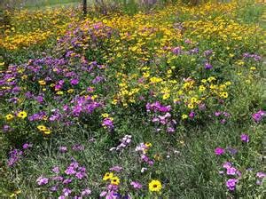 fl-wildflowers